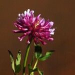 Trifolium wormskioldii Цветок