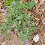 Lupinus hillii Flower