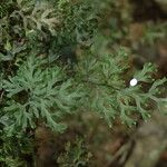 Hymenophyllum kuhnii