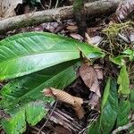 Anthurium hacumense Blad