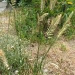 Agropyron cristatum Vivejo