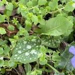 Pulmonaria officinalis পাতা