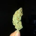 Cannabis indica Virág