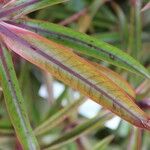 Foetidia mauritiana Leaf