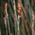 Apodasmia similis Flower