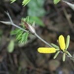 Vachellia collinsii Habit
