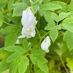 Lamprocapnos spectabilis Blatt