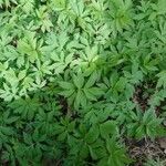 Hydrophyllum virginianum Hoja