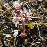 Petasites frigidus 花