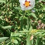 Cistus ladanifer Hábitos