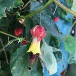 Abutilon megapotamicum Flor