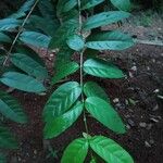 Wrightia tinctoriaഇല