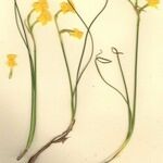 Narcissus gaditanus Habit