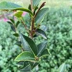 Camellia sasanqua Hostoa