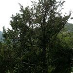 Juniperus recurva Otro