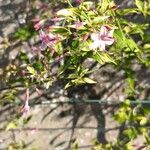 Jasminum beesianum Blüte