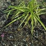 Carex ornithopoda Συνήθη χαρακτηριστικά