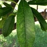 Sapium glandulosum Leaf