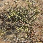 Euphorbia lignosa Hábito