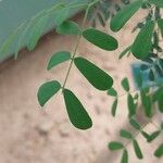 Senegalia laeta Leaf