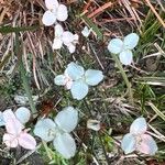 Libertia chilensis Blomst