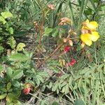 Cochlospermum regium Облик