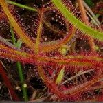 Drosera binata Frunză