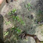 Dentella repens Voninkazo