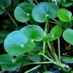 Heteranthera reniformis Leaf