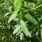 Euphorbia illirica Leaf