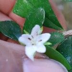 Randia aculeata Цветок