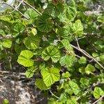 Rubus deliciosus Foglia