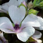 Althaea officinalis Цвят