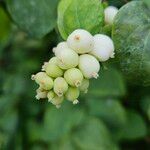 Symphoricarpos albusFrukto