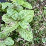 Mentha × piperita List