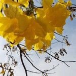 Handroanthus serratifolius Fleur