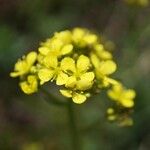 Biscutella arvernensis Flower