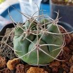 Gymnocalycium pflanzii Blatt