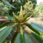 Rhododendron pachytrichum Φύλλο