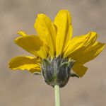 Balsamorhiza hookeri Blüte