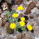 Hypochaeris robertia Blomma