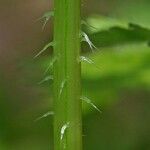 Urtica pilulifera Кора