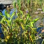 Pontederia cordata Habit