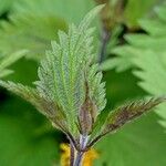 Urtica dioica Leaf