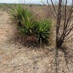 Yucca schidigera Frunză