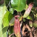 Nepenthes mirabilisHostoa