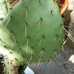 Opuntia phaeacantha ᱥᱟᱠᱟᱢ