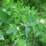 Rubus questieri その他の提案
