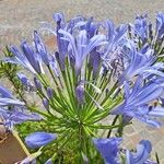 Agapanthus africanusAlia