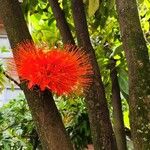 Brownea rosa-de-monte Flower